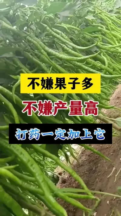 不嫌辣椒多，不嫌产量高，打药一定加上它#分享农业知识帮农民增产增收 #抖音助农 #辣椒种植