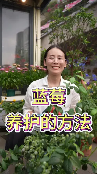 蓝莓养护的方法#养花人的乐趣 #蓝莓 #蓝莓种植 #养花小知识 #花卉绿植
