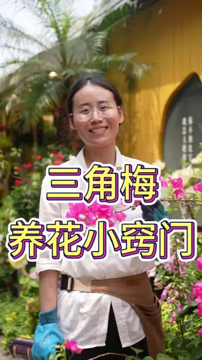 三角梅养花小窍门#三角梅养护 #三角梅#养花小知识 #养花人的乐趣 #养花我是认真的