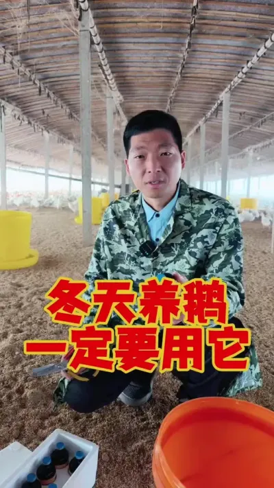 冬天养鹅，一批鹅用它2次就行了！#科学养鹅 #养鹅技术分享#养鹅人 #三农养殖 #狮头鹅