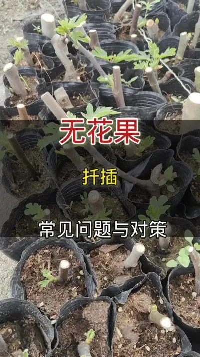 无花果扦插常见问题与对策#无花果#种植小技巧