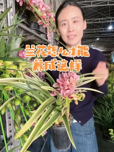 怎么才能养好兰花#兰花 #花卉绿植 #爱生活爱养花 #兰花养护 #兰花欣赏