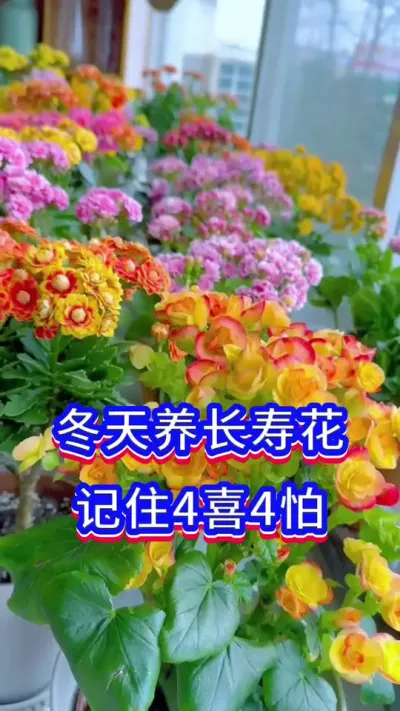 冬天样长寿花记住4喜4怕#英子园艺 #长寿花 #养花小知识