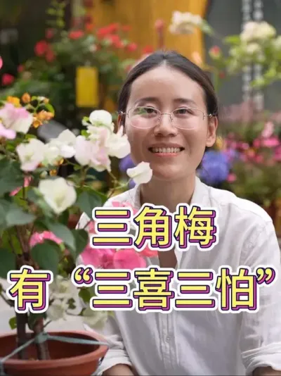 三角梅有&ldquo;三喜三怕&rdquo;#三角梅 #三角梅养护 #养花小知识 #养花人的乐趣 #花卉绿植