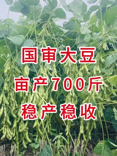 国审新品种，2025必种！ #三农流量扶持计划 #抖音助农扶农 #大豆种植 #产量特别高 #农业种植