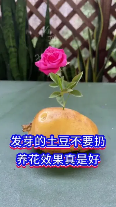 养花小技巧#养花小知识 #英子园艺 #花卉绿植