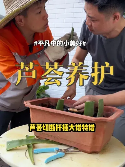 芦荟养护 #芦荟 #养花 #多肉 这才是芦荟正确扦插，养好芦荟记住这三点