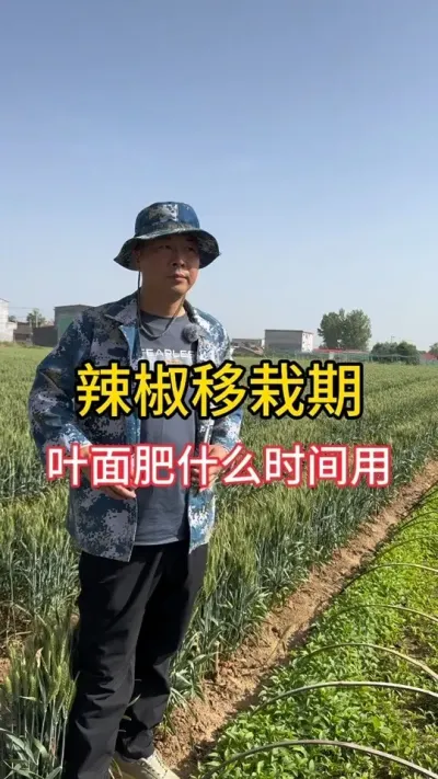 辣椒移栽什么时候用叶面肥好#辣椒高产 #辣椒种植技术 #抖音助农扶农