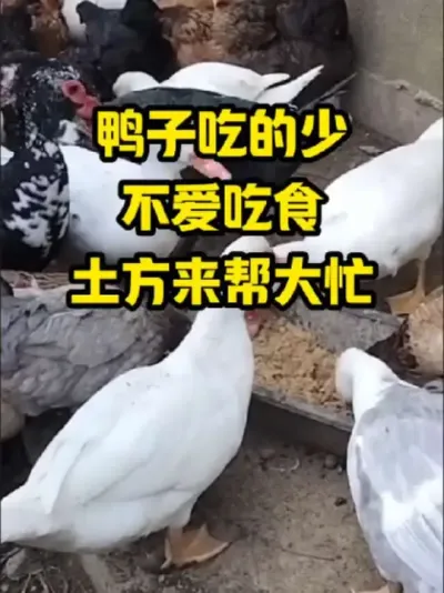 鸭子吃的少，不爱吃食，土方来帮大忙#抖音三农#养鸭#养殖