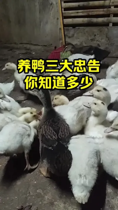 养鸭三大忠告，你知道多少#抖音三农#养鸭#养殖