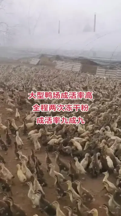 #养殖技术交流 #养鸭人 #肉鸭养殖 #三农养殖