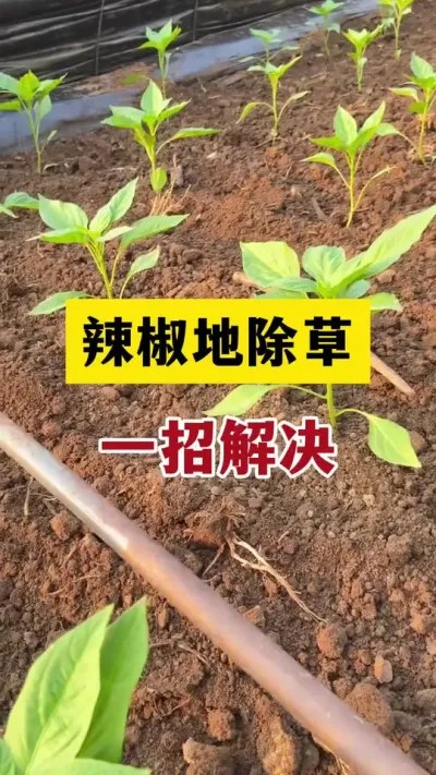 辣椒除草不要再人工拔草了，只需一招解决#分享农业知识帮农民增产增收 #农业种植技术 #三农