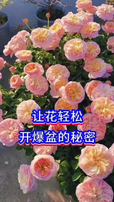 让花开爆盆的秘密#养花小知识 #三农 #英子园艺
