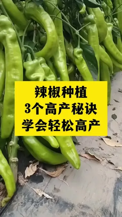 辣椒种植高产秘诀，学会这3个秘诀，轻松产量高#分享农业知识帮农民增产增收 #三农 #农业种植