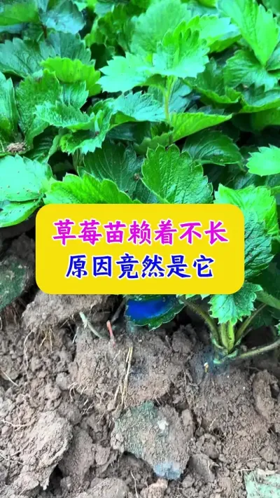 草莓苗赖着不长，原因竟然是它#草莓种植 #种植小技巧 #种植小技巧 #农业种植 #dou上热门