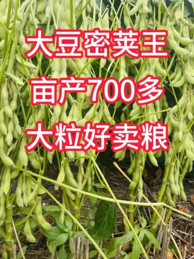 大豆高产新品种，国审大豆数第一 #服务三农支持三农 #新农人计划 #抖音助农