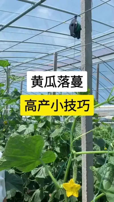 黄瓜落蔓，高产小技巧 #黄瓜 #黄瓜的种植与管理 #黄瓜高产种植 #抖音助农 #服务三农支持三农