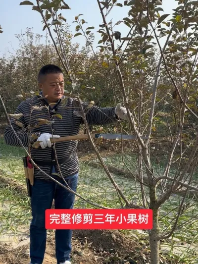 #新农人计划2024 #果树管理技术 #农业技术推广 #病虫害防治 #苹果树修剪