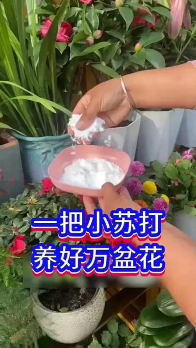 一把小苏打，养好万盆花#养花小知识 #英子园艺 #花卉绿植