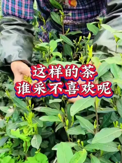 #春茶采摘 #服务三农支持三农 #茶是春天的仪式感 #茶树种植技术与管理