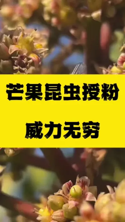芒果昆虫授粉，威力无穷 #抖音助农 #服务三农支持三农 #昆虫授粉