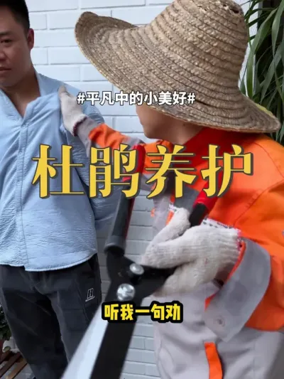 杜鹃养护 #杜鹃 #养花 #绿植 杜鹃不适合新手养，因为这四点