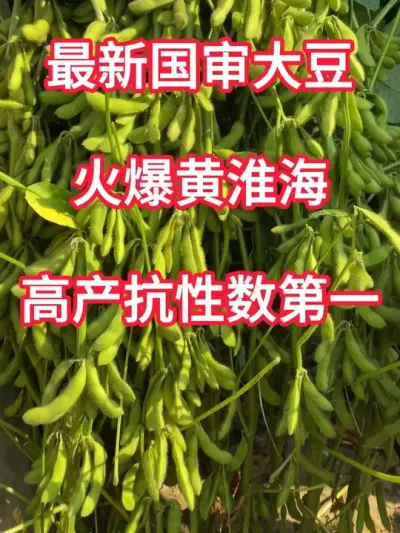 最新过审大豆，高产抗性数数第一 #抖音助农 #服务三农支持三农 #种子