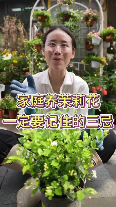 家庭养茉莉花，一定要记住这的三忌#茉莉花#茉莉花开 #养花小知识 #养花人的乐趣 #花卉绿植