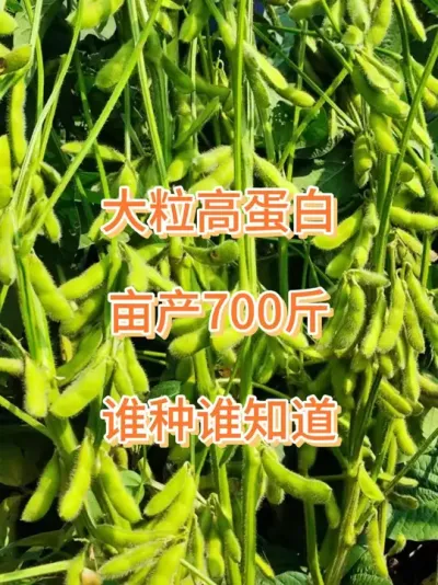 大豆想高产，施肥管理很重要（建议收藏） #大豆种植技术 #农业种植 #三农流量扶持计划 #抖音助农 #大豆