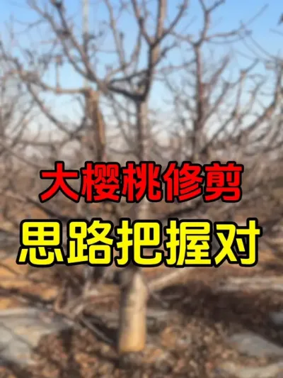 修剪思路把握对就行#大樱桃修剪 #果树管理 #阿车厘子#果树修剪