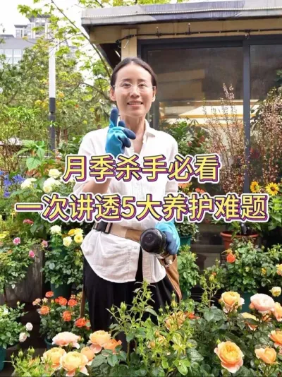 月季杀手必看，一次讲透5大养护难题#月季 #月季养护 #养花小知识 #花卉绿植 #养花人的乐趣