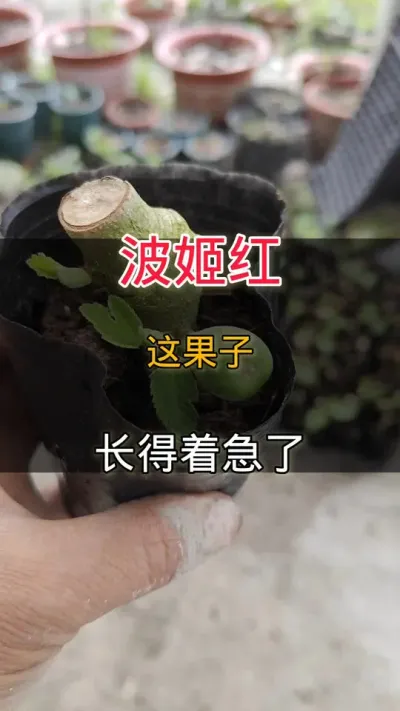 波姬红#无花果