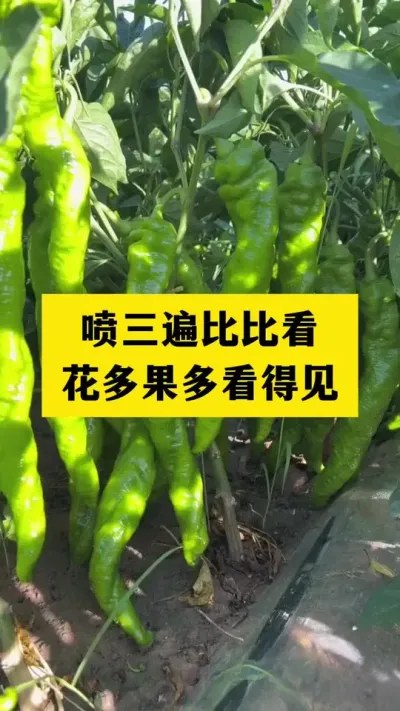 喷三遍比比看，花多果多产量高品质好