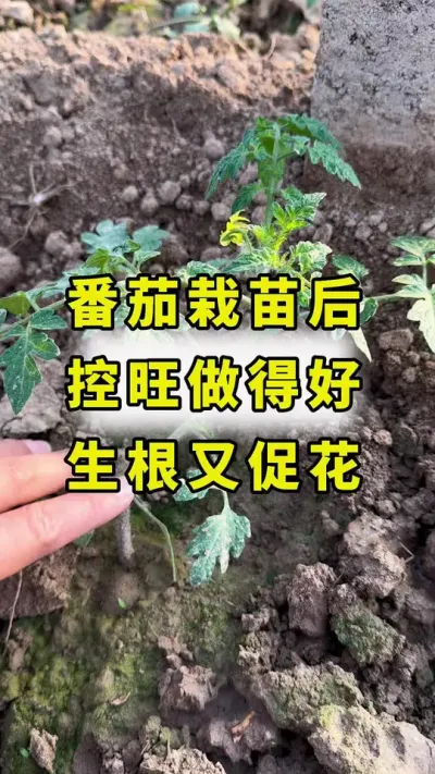 番茄栽苗后，控旺做得好，生根又促花！#西红柿种植 #传播农业小知识 #农业种植 #番茄种植 #西红柿控旺