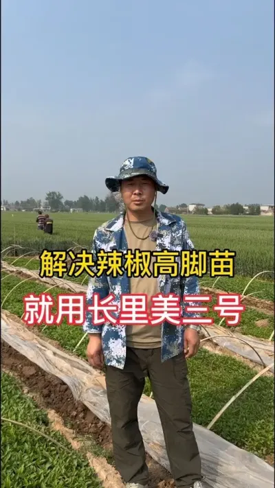 如何让辣椒高脚苗变粗变壮#辣椒种植 #种植小技巧 #增产增收小配方 #传播农业小知识 #辣椒