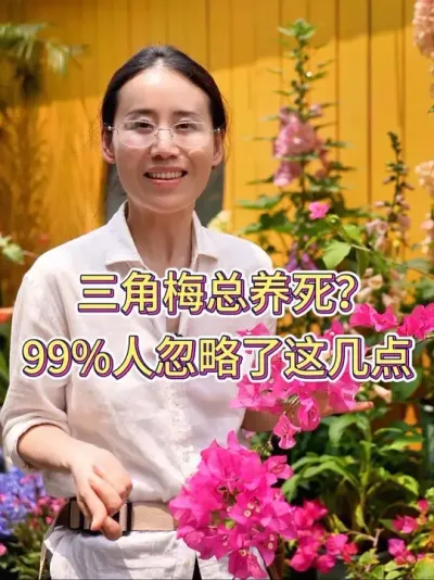 三角梅总养死？99%人忽略了这几点#三角梅 #三角梅养护 #花卉绿植 #养花小知识 #养花人的乐趣