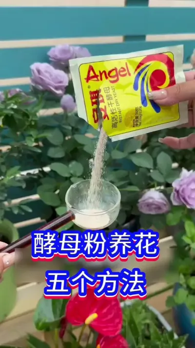 酵母粉养花的方法#英子园艺 #养花小知识 #爱生活爱养花