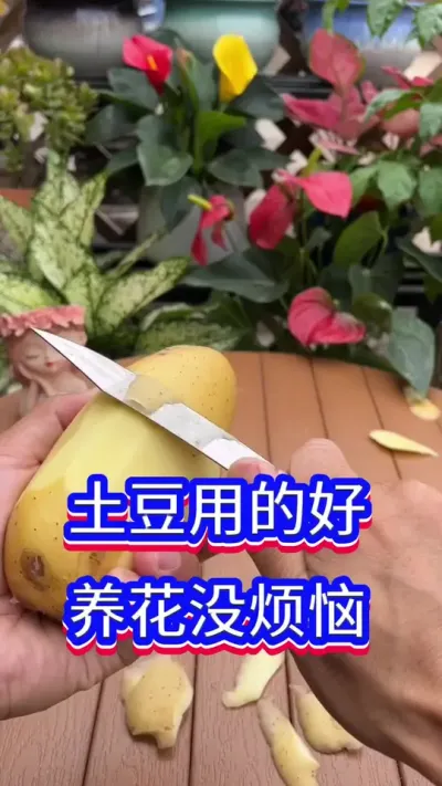 养花小窍门#英子园艺 #养花小知识 #养花