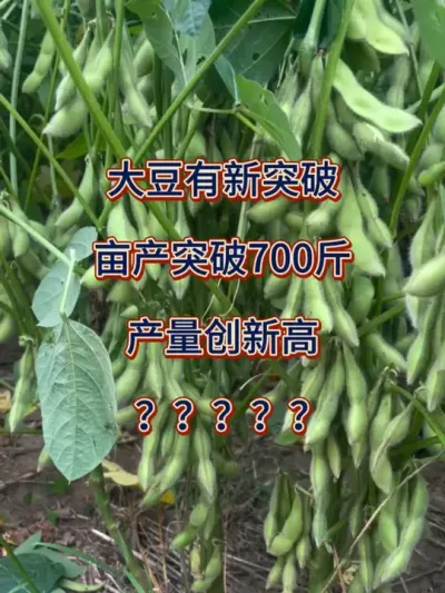 大豆亩产突破700斤，产量创新高 #服务三农支持三农 #抖音助农 #农业种植 #大豆高产 #高产大豆
