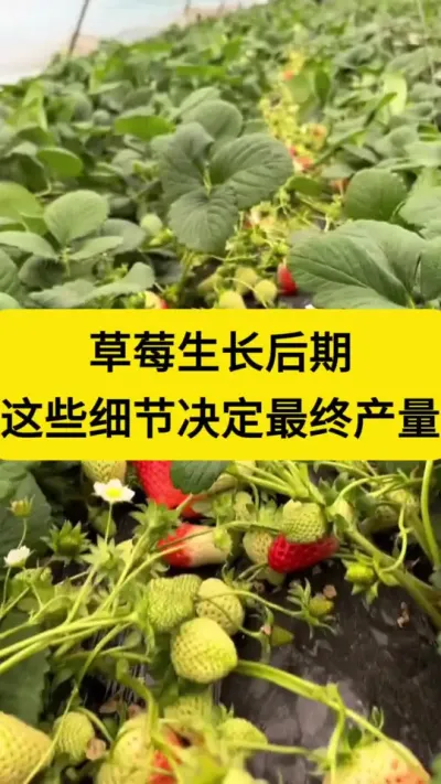 草莓生长中后期这些细节决定最终产量！#草莓管理 #西红柿种植 #番茄种植 #种草莓 #三农种植