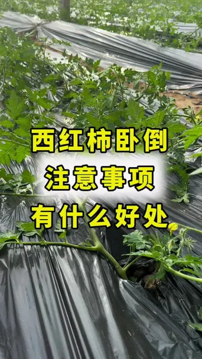 西红柿卧倒，好处多多！#西红柿种植 #农业种植 #传播农业小知识