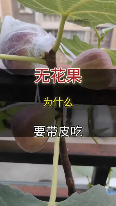 无花果为什么要带皮吃#无花果#种植小技巧