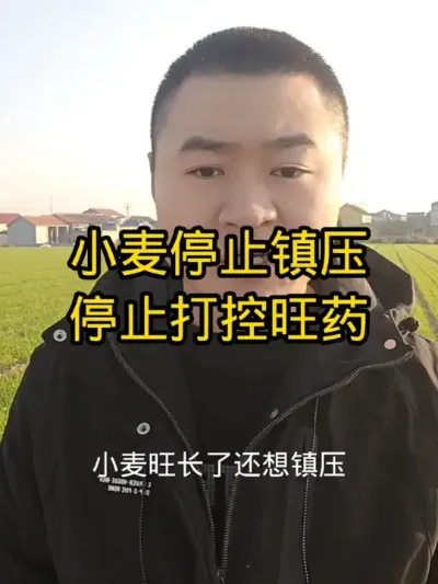 小麦停止镇压停止喷施控旺药#分享农业知识帮农民增产增收 #小麦种植 #农资肥料 #病虫害防治 #抖音助农