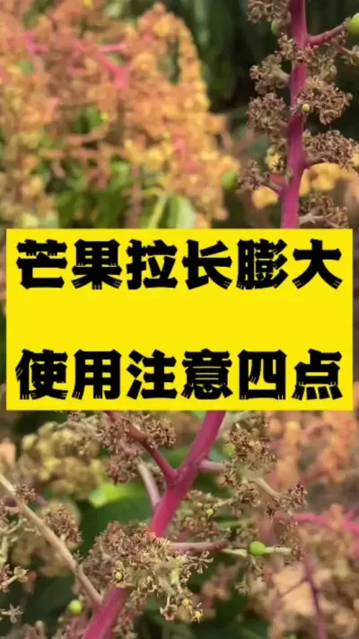芒果拉长膨大使用注意4点，你都知道了吗 #助力三农 #果树管理 #拉长膨大