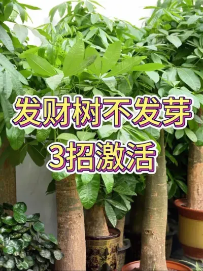 发财树不发芽3招激活#发财树 #发财树养护 #花卉绿植 #养花小知识 #养花人的乐趣