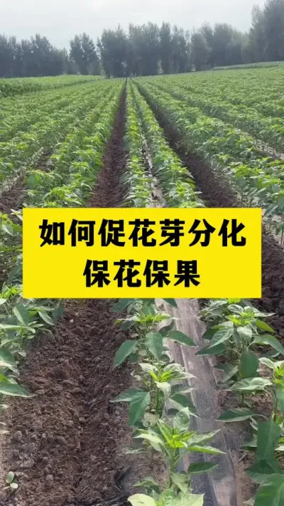 如何促花芽分化保花保果#分享农业知识帮农民增产增收 #农业种植技术 #三农