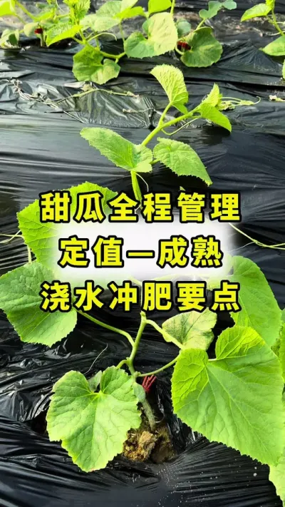 甜瓜全程管理，定植到成熟，浇水施肥！#甜瓜种植 #甜瓜种植技术 #传播农业小知识 #农业种植 #大棚甜瓜种植
