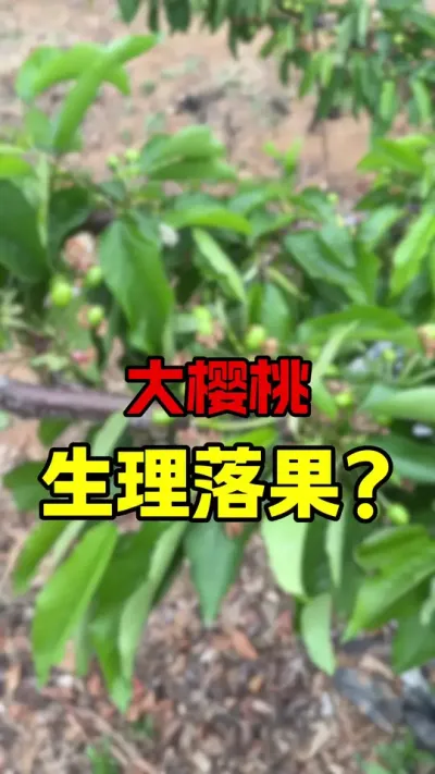 大樱桃落果？不用太担忧#大樱桃种植管理 #车厘子树苗 #车厘子大樱桃 #齐早樱桃苗
