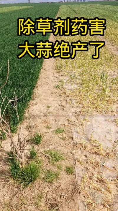 #抖音助农#病虫害防治#大蒜#肥料#新农人@抖音三农 @抖音小助手