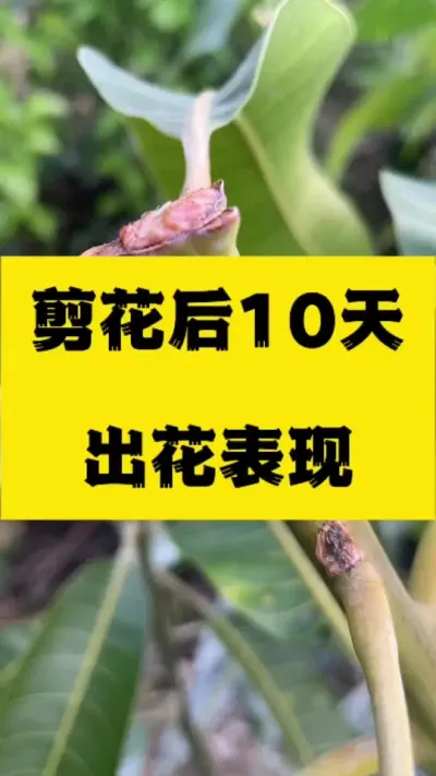 剪花后10天后出花正常表现 #芒果催花#农业技术推广 #晚熟芒果技术